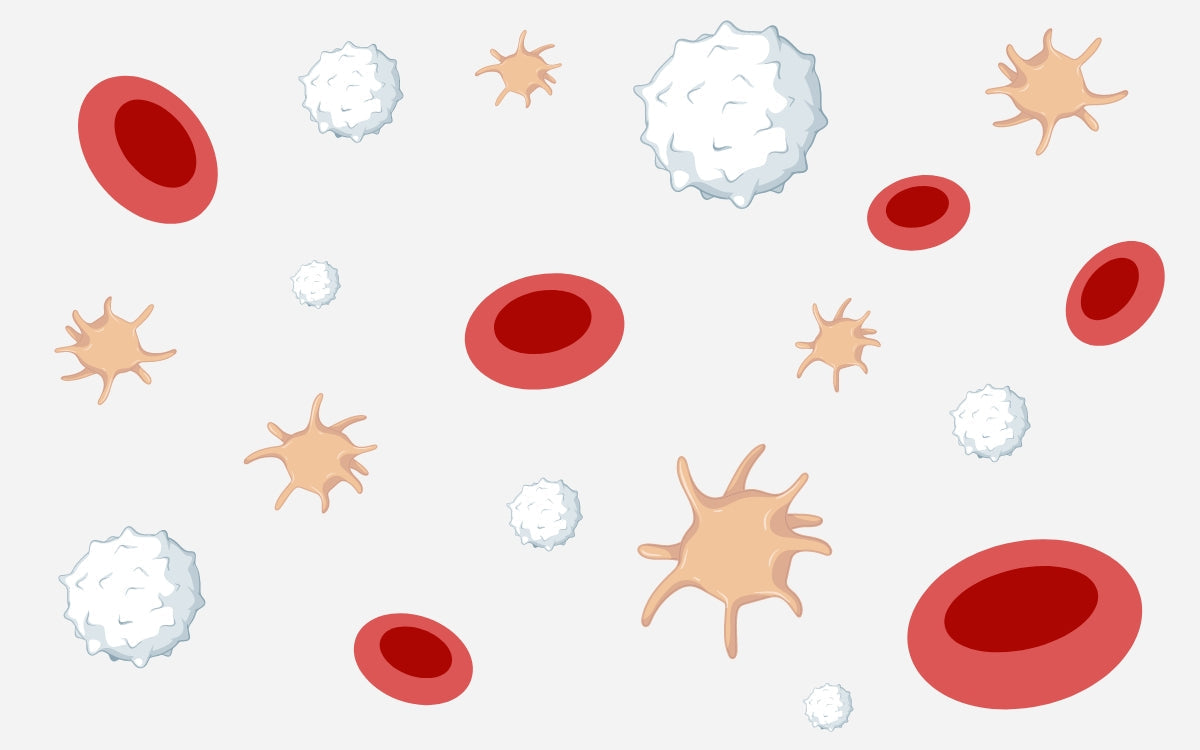 Neoplasias mieloproliferativas, demasiadas células en la sangre