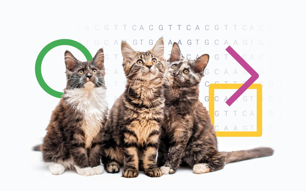 Novedad: los gatos se unen al análisis genético
